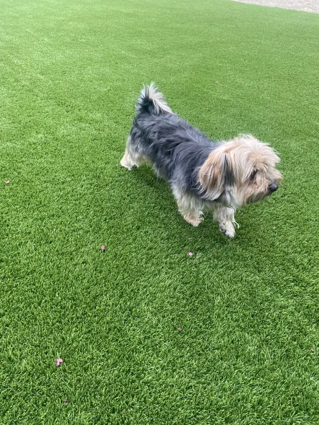Dog standing on pet-friendly artificial turf in Perris, CA