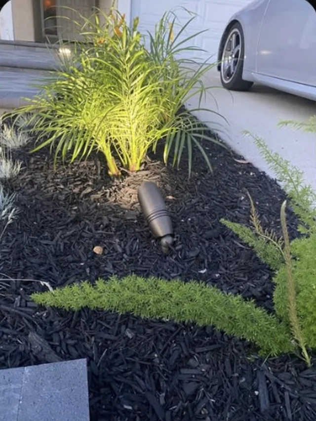 Low-voltage uplight on a small palm in a mulch bed